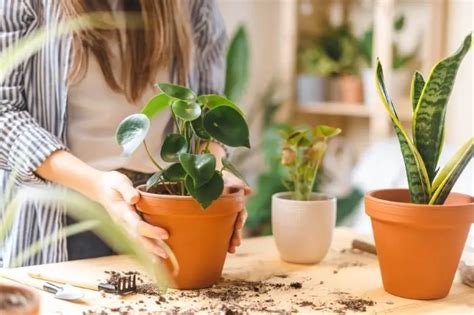 How To Keep Potted Plants From Falling Over Grower Today