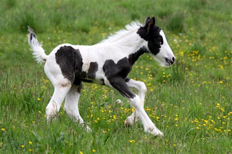 Der begriff tinkerpferd in irisch und englisch bezeichnet die tiere und ihre besitzer sehr abfällig. Morris, der kleine Tinker-Hengst Foto & Bild | tiere ...