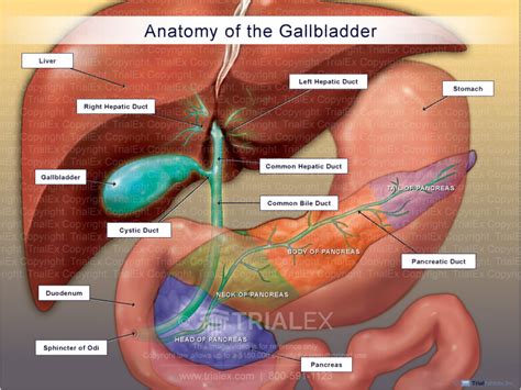 Human Liver Gallbladder Pancreas Anatomy Vector Image Images