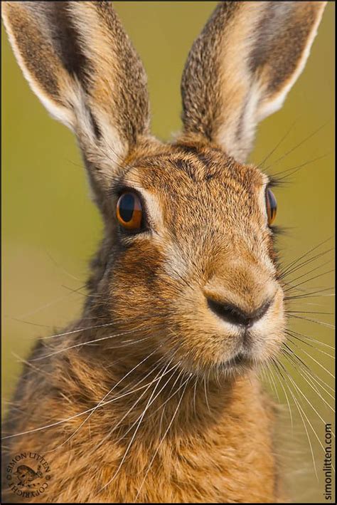 Head Of Hare By Simon Litten On 500px Hare Pictures Hare Animal