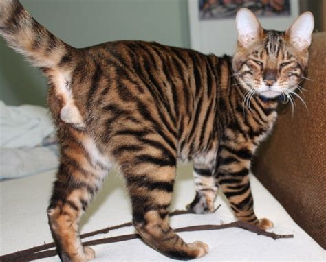 Toyger Cats For Sale San Francisco Ca 185166 Petzlover