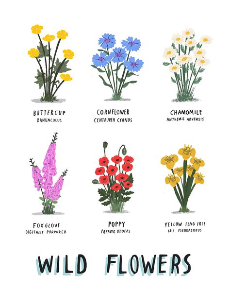 Personalised Wild Flowers Print By Alex Foster Illustration Wild