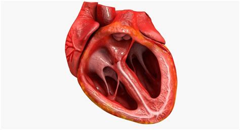 Animated Realistic Human Heart Medically 3d Asset