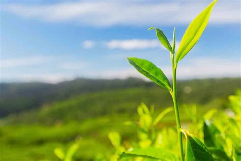 What Is Matcha Tea And How To Make It At Home Steeped Street