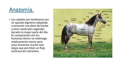 Diapositivas Caballos