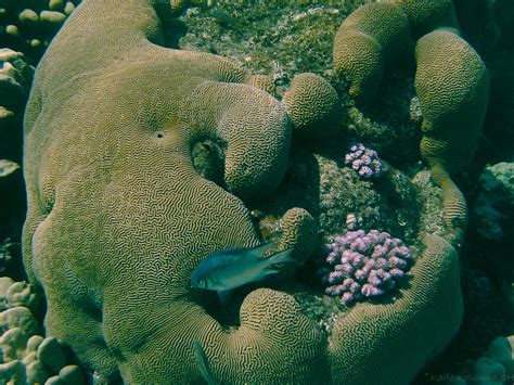 Free Images Sea Water Nature Ocean Diving Green Coral Reef