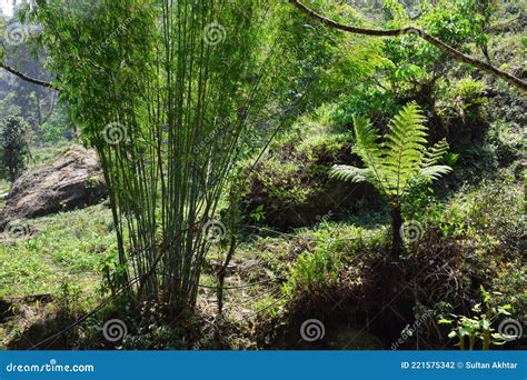Bamboo Trees And Fern Trees In Th Himalaya Forest Stock Photo Image