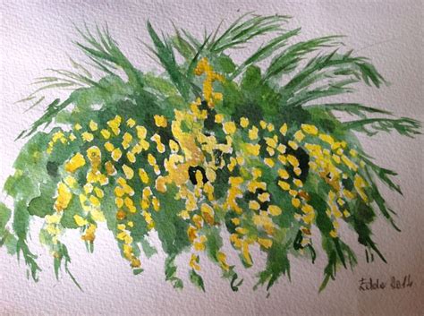 Mimosa Watercolor Fiori