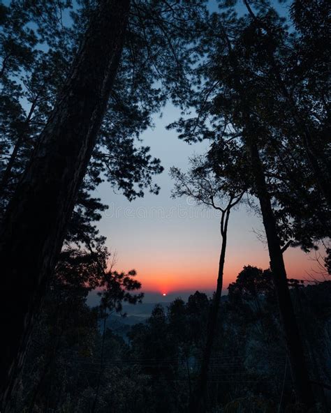 Early Morning Sunrise In The Forest Stock Photo Image Of Orange