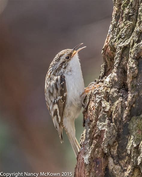Photographing The Tiny Brown Creeper Welcome To