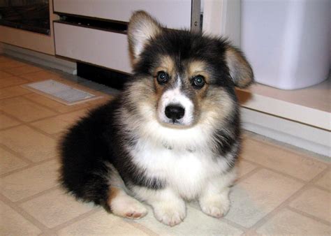 It is very soft, very squishy, and very luxurious to the touch. tricolor fluffy corgi puppy