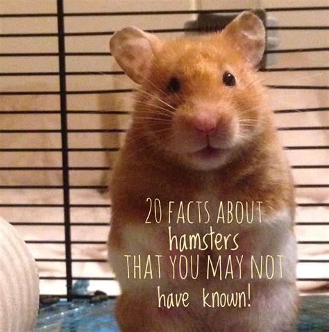 20 Interesting Facts About Hamsters That You May Not Know Hamster