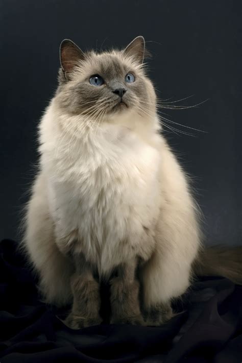 Fully registered ragdolls are allowed to breed. 7 Facts About Ragdoll Cats | Mental Floss