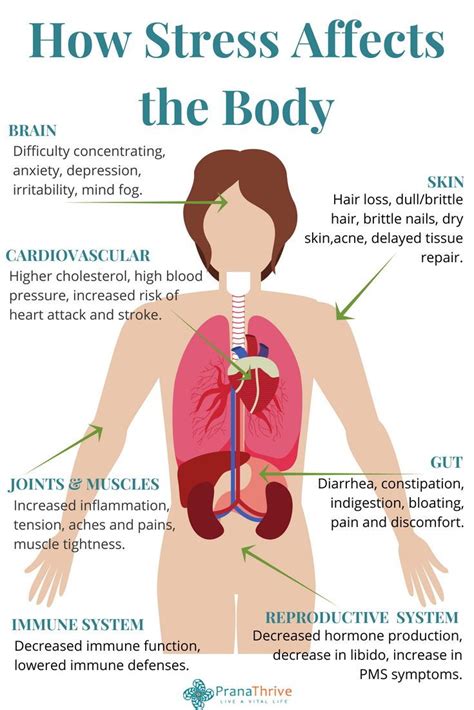 This Is How Stress Affects Our Bodies Especially Out Gut Health