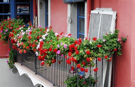 Bonito diseño en maceta para los amantes del . Las mejores plantas para decorar tu balcón | Decoora