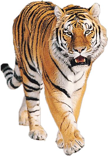 Tiger Hd Png Transparent Tiger Hdpng Images Pluspng