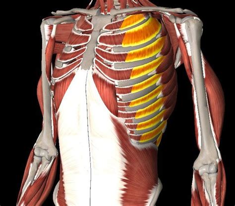 Muscles Over Rib Cage Pin On Skeleton Rauscher Youse1996