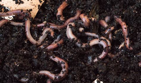 7 Types Of Bad Worms In Garden Soil That You Need To Watch Out For
