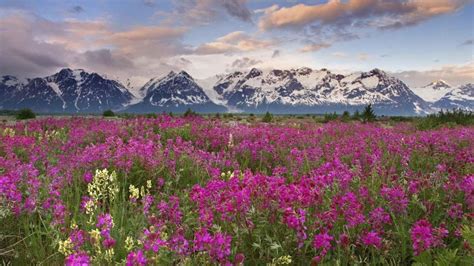 Nature Landscapes Meadow Valley Plants Flowers Mountains Peaks Sky