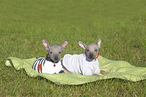 Mexican Naked Puppies Xoloitzcuintli Two Puppies Are Lying On The