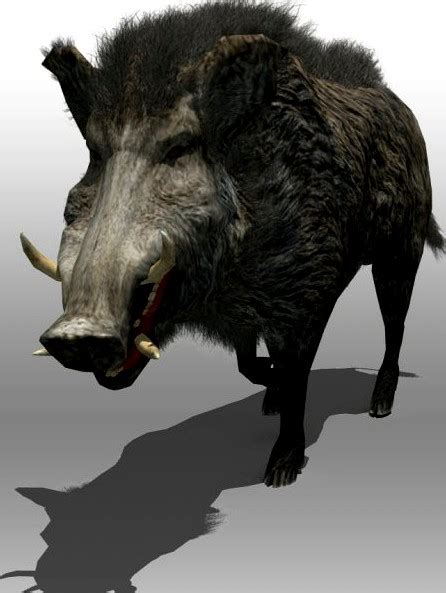 Wild Boar 3d Model
