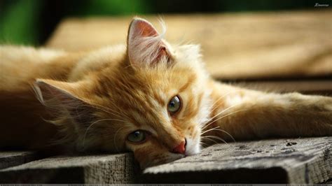 40 Cat Wallpapers Hd 1920x1080 Wallpapersafari