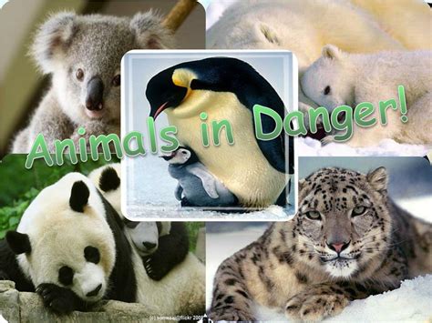Ppt Animals In Danger Powerpoint Presentation Free Download Id
