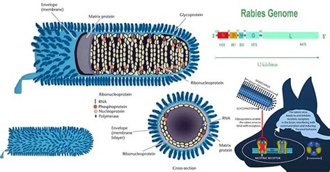 Structure Of Rabies Virus