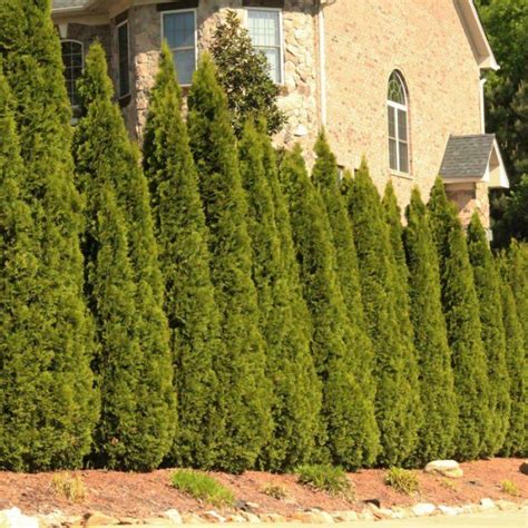 fast growing evergreen trees thuja green giants green landscape landscape trees landscape