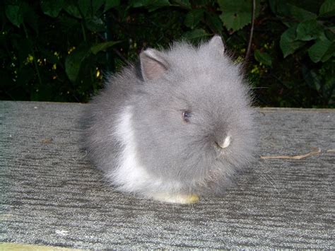 Teddyzwerg kaninchen sind zutraulich, ruhig und verspielte tiere. Kleinanzeigen Hasen, Kaninchen - Seite 5