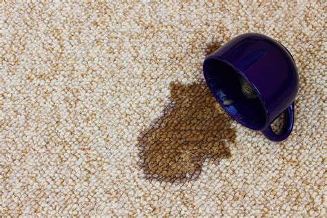 Understanding tenant's obligations in accordance with the rtra act and general tenancy agreement in queensland. Allseasons Carpet Cleaning & Pest Management | Termite ...