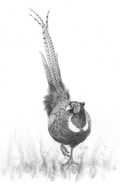 Check out amazing animals artwork on deviantart. Pin on Art