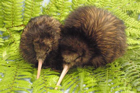 Is This New Zealands Smallest Kiwi Chick Ever Zooborns Earth