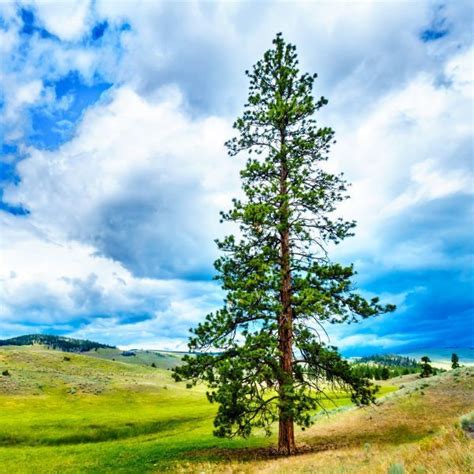 Colorado Pine Trees Pictures Syed Portal Picture Show