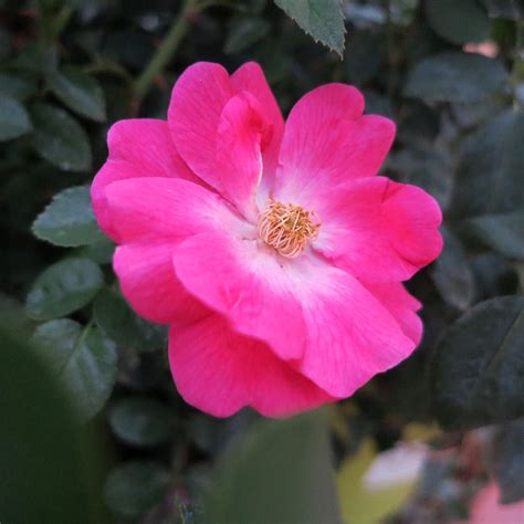 Poets have compared the beauty of an individual the trees can grow to just above 3 feet tall and create beautiful focal points in your garden. Flower Carpet Pink Supreme Ground Cover Rose's vibrant hot ...