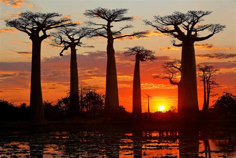 Allée Des Baobabs