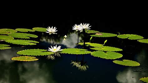 Water Lilies Pond Lily Pads Free Photo On Pixabay Pixabay