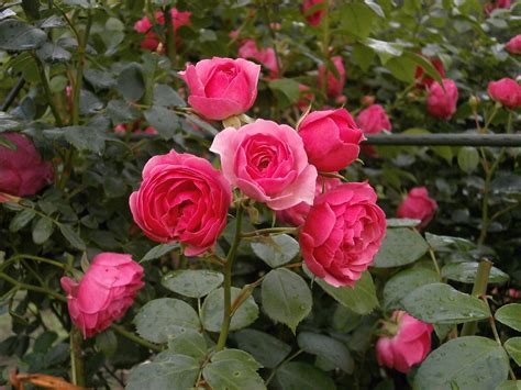 Free Images Petal Floribunda Pink Flower Rose Garden Flowering