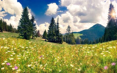 Field Of Daisies Blooming In The Mountains In Summer Stock Image