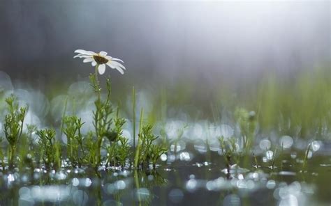 Grass White Flower Daisy Puddle After The Rain Wallpaper Flowers