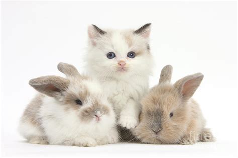 Colorpoint Kitten With Baby Rabbits Photograph By Mark Taylor