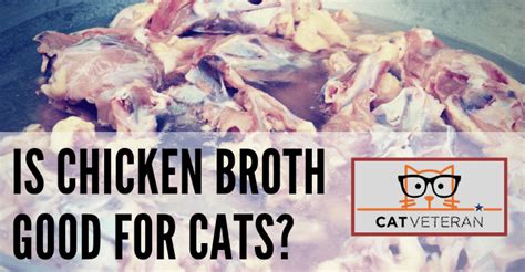 Amazon rapids fun stories for kids on the go. Is Chicken Broth Good For Cats? (Quick & Easy RECIPE)