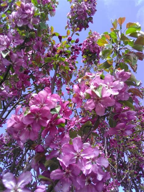 You can also plant in the early spring with success! Flowering Trees | Flowering Trees for Sale in Colorado ...