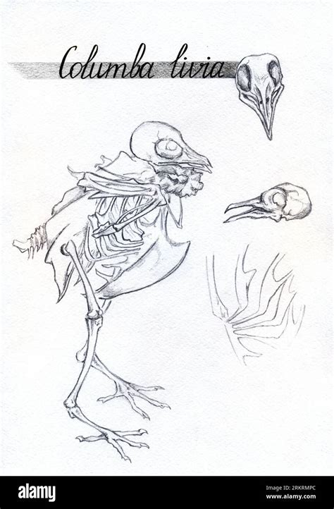 Monochrome Skeleton Skull Bones Dove Pigeon Bird Animal Ink Sketch