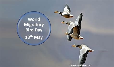 World Migratory Bird Day 204 History Activities And Much More Edudwar