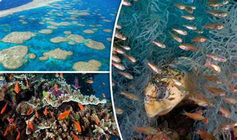 Great Barrier Reef Dead Mourning For Worlds Most Famous Coral Reef