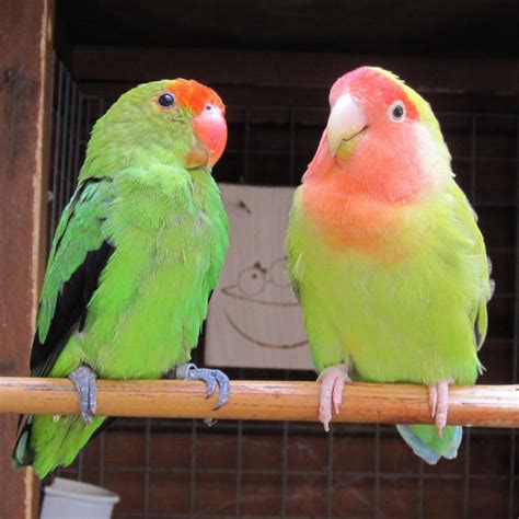 Hybrid Parrots