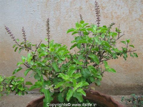 Murang herbs and spices plants saan mabibili. Tulasi | Holy Basil | Ocimum Sanctum | Tulasi Pooja
