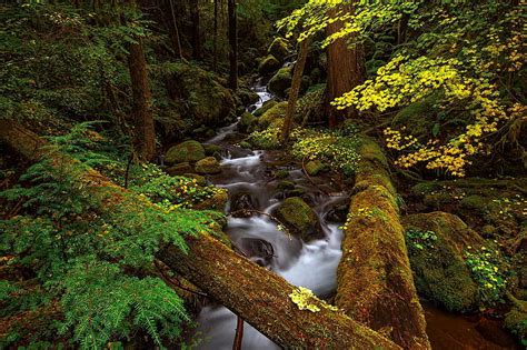 Hd Wallpaper Forest Trees River Thickets Stream Wallpaper Flare