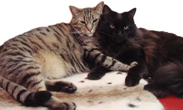 Joanie abrams, cvt, vts (ecc), demonstrates how to set up for and administer subcutaneous fluids to a cat. Subcutaneous Fluid Therapy: Giving Your Cat Fluids at Home